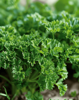 Kähäräpersiljan Moss Curled siemenet – Petroselinum crispum – kaksivuotinen