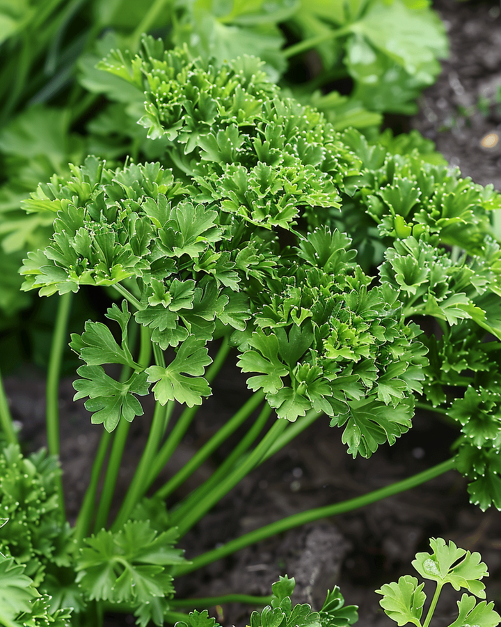 Persilja Thujade siemenet (Petroselinum crispum) – yksivuotinen yrtti