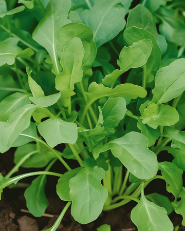 Rucola siemenet (Eruca sativa) – yksivuotinen vihannes