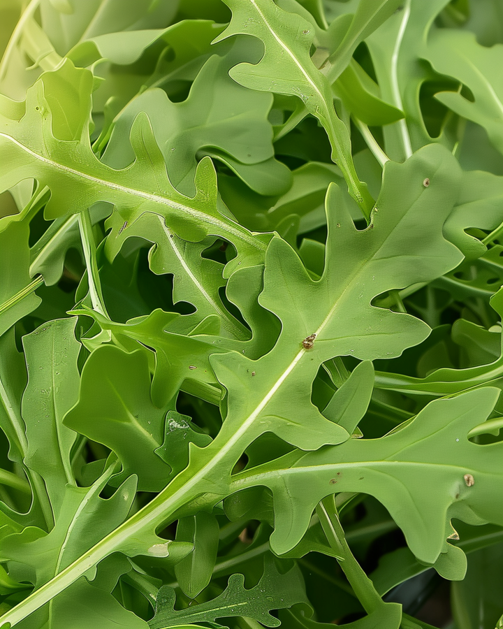 Villiraketti Leaf Green -siemenet (Diplotaxis tenuifolia) – monivuotinen vihannes