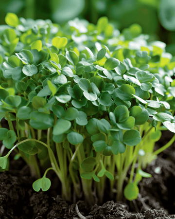 Leveälehtisen vesikreisin siemenet (Lepidium sativum) – yksivuotinen vihannes