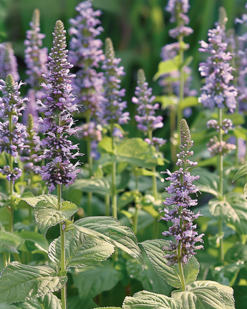 Meksikonyssöpin siemenet (Agastache foeniculum) – yksivuotinen kukka