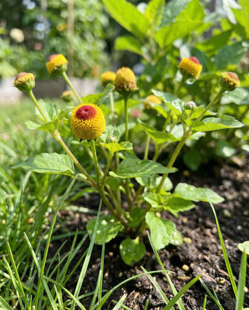 Hammaskipuyrtti (Spilanthes oleracea) – yksivuotiset siemenet, SeedsChoice
