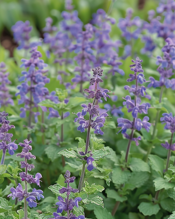 Kissanmintun siemenet (Nepeta mussinii) – monivuotinen
