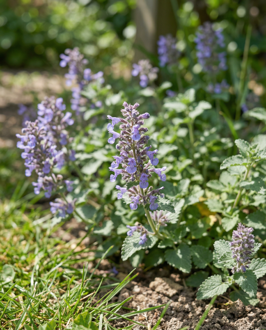 Kissanminttu (Nepeta mussinii) – monivuotiset siemenet, SeedsChoice