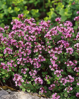 Kangasajuruohon siemenet Thymus Serpyllum monivuotinen
