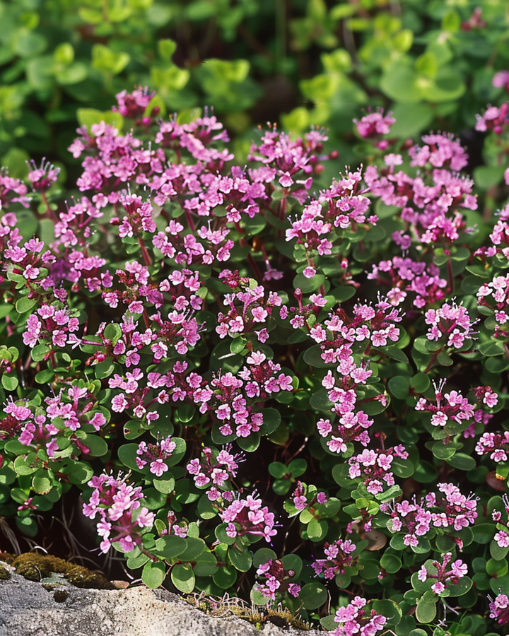 Kangasajuruohon siemenet (Thymus serpyllum) – monivuotinen