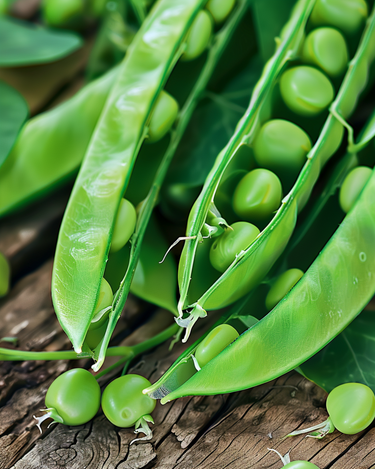 Peas Vidor seeds (Pisum sativum) – annual vegetable