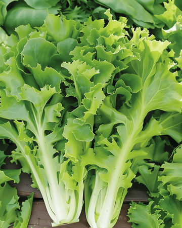 Endive Batavian Green -siemenet (Cichorium endivia) – yksivuotinen vihannes