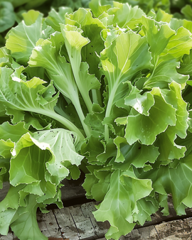Endiiviisiemenet Cichorium Endivia vuosilaji Avantgarde