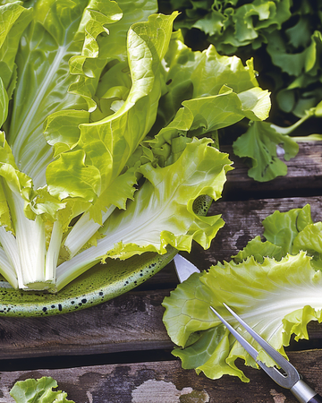 Endive Blonde A Coeur Plein -siemenet (Cichorium endivia) – yksivuotinen vihannes