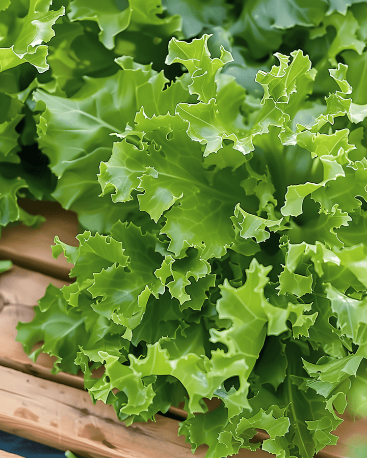 Curled Endive Frisee seeds (Cichorium endivia) – annual vegetable