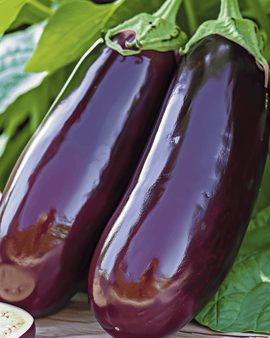Munakoisonsiemenet Violetta Lunga 2 Solanum Melongena yksivuotinen pitkä violetti