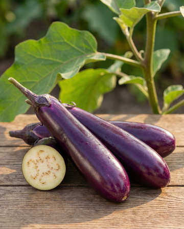 Munakoiso Violetta Lunga 2 Long Purple (Solanum melongena) – yksivuotiset vihannessiemenet SeedsChoicelta