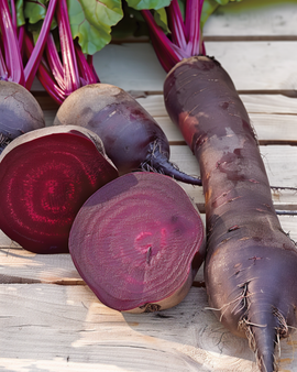 Punajuuri Cylindra siemenet Beta vulgaris yksivuotinen lajike