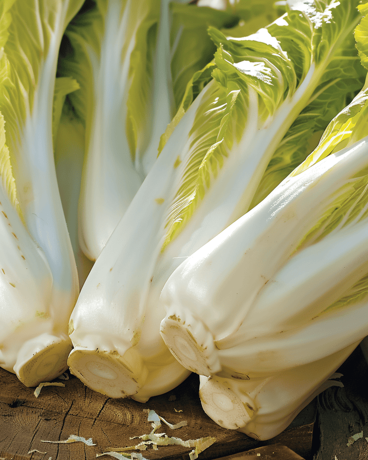 Sikurin siemenet Brussels (Cichorium intybus) – kaksivuotinen vihannes