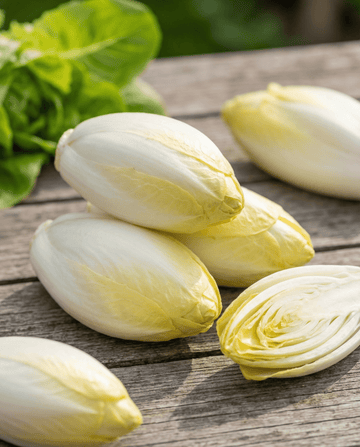 Sikurin siemenet Zoom F1 Witloof (Cichorium intybus) – kaksivuotinen vihannes | SeedsChoice