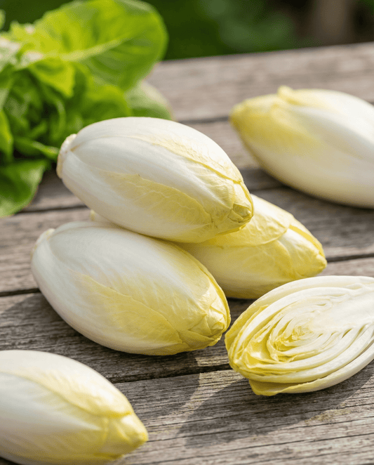 Sikurin siemenet Zoom F1 Witloof (Cichorium intybus) – kaksivuotinen vihannes | SeedsChoice
