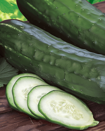 Kurkku Johanna Slicing siemenet (Cucumis sativus) – yksivuotinen vihannes