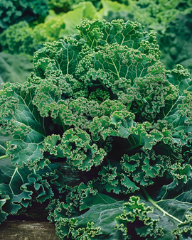 Kähäräkaali siemenet Brassica Oleracea Winterbor F1 yksivuotinen vihannes