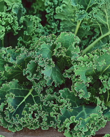Lehtikaali Westlandse Herfst Late -siemenet (Brassica oleracea) – yksivuotinen vihannes