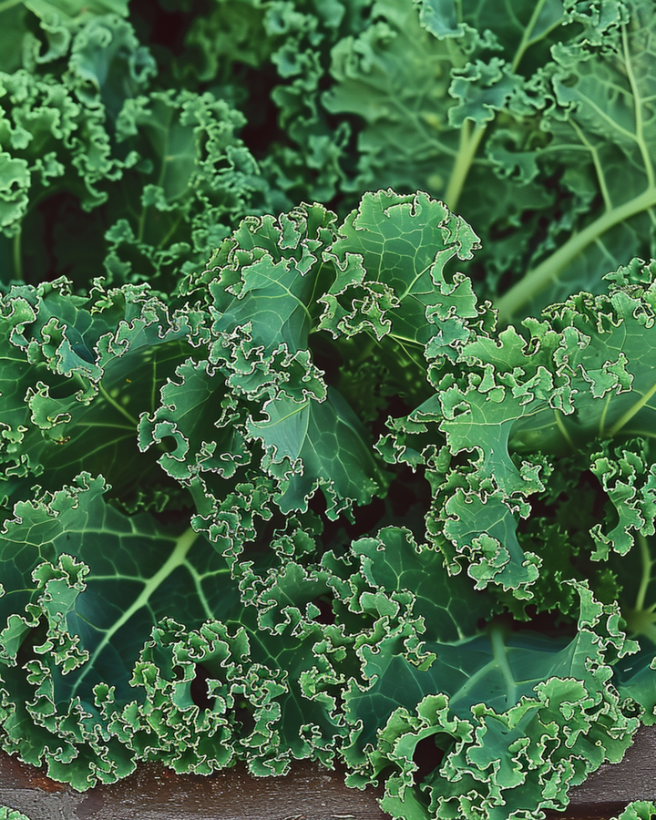 Lehtikaali Westlandse Herfst Late -siemenet (Brassica oleracea) – yksivuotinen vihannes