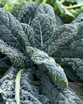 Black Leaf Kale Seeds Nero Di Toscana Brassica Oleracea Annual