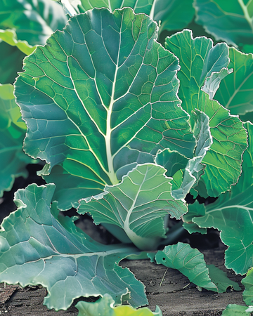 Lehtikaali Blauwe Groninger siemenet (Brassica napus) – yksivuotinen vihannes