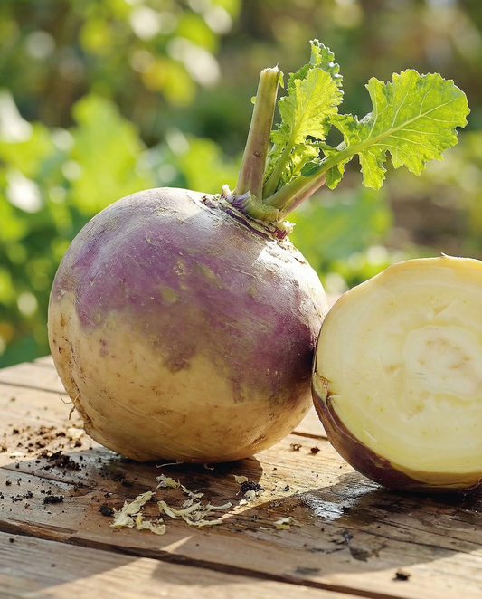 Lanttu Champion (Brassica napus) – yksivuotisen vihanneksen siemenet SeedsChoicesta