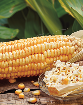 Popcorn Seeds Plomyk Zea Mays Annual Variety