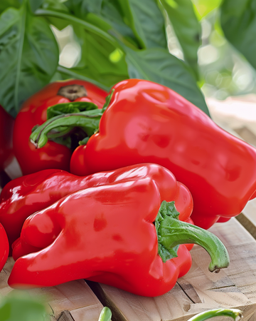 Makea paprika Yolo Wonder siemenet (Capsicum annuum) – yksivuotinen vihannes