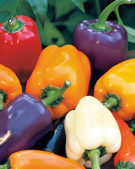 Paprikansiemenet Capsicum Annuum 5 värin sekoitus yksivuotinen