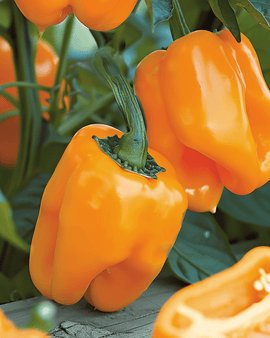 Paprika Orange Horizon siemenet Capsicum annuum yksivuotinen