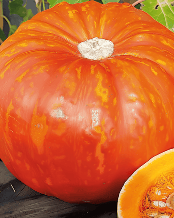 Kurpitsa Rouge Vif D'etampes siemenet (Cucurbita maxima) – yksivuotinen vihannes