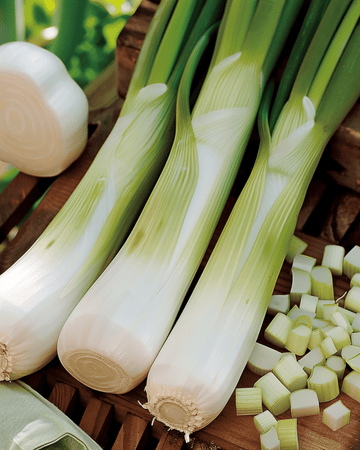 Purjo Zwitserse Reuzen -siemenet (Allium porrum) – yksivuotinen vihannes
