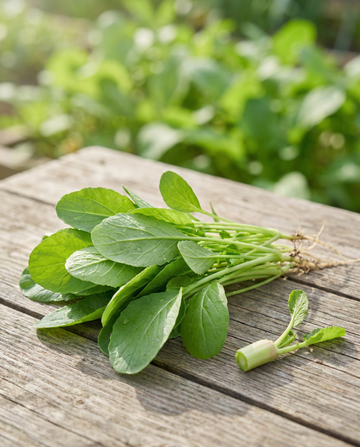Turnip Leaves (Brassica rapa) – yksivuotisvihanneksen siemenet SeedsChoice-verkkokaupasta