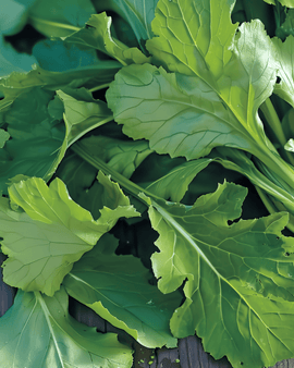 Namenia Greens -siemenet Brassica Rapa vuosittainen vihannes lajike