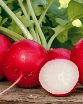 Retiisi Cherry Belle -siemenet – Raphanus sativus, yksivuotinen lajike