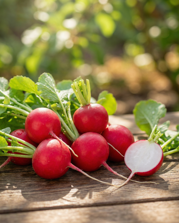Cherry Belle -retiisi (Raphanus sativus) – yksivuotiset vihannessiemenet | SeedsChoice