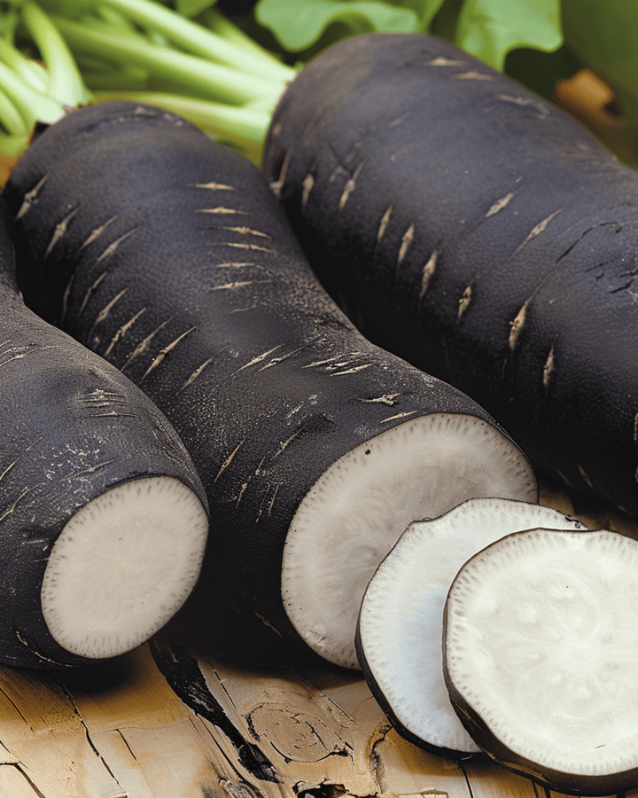 Talviretiisin lajike Noir Long Poids Dhorloge -siemenet (Raphanus sativus) – yksivuotinen vihannes