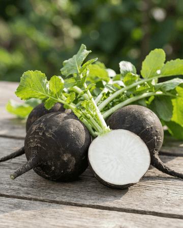 Musta pyöreä talviretiisi Spanish Black Round (Raphanus sativus) – yksivuotiset vihannessiemenet SeedsChoicelta