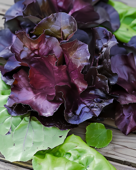 Cos-salaatin siemenet Moonred Lactuca sativa yksivuotinen
