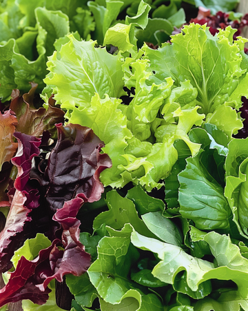 Salaattisekoitus Mesclun salaatin siemenet (Lactuca sativa) – yksivuotinen vihannes
