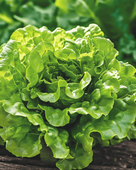 Salaatinsiemenet Zwart Duits Lactuca Sativa yksivuotinen pehmeäpääsalaatti