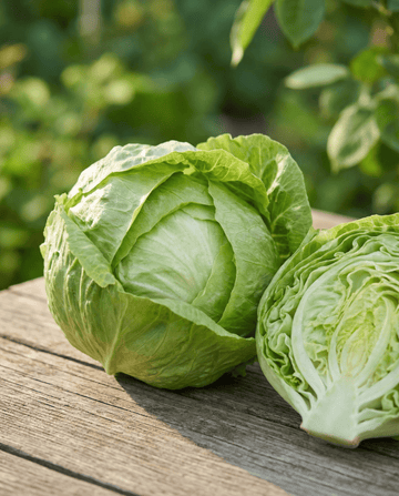 Salaatti Kagraner 2 (Lactuca sativa) – yksivuotiset vihannessiemenet SeedsChoice-verkkokaupasta