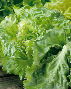 Salaatti Batavia Blonde De Paris siemenet, Lactuca sativa, yksivuotinen