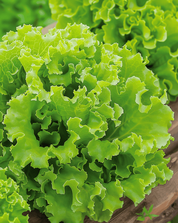 Salaatti Lollo Bionda siemenet (Lactuca sativa) – yksivuotinen vihannes