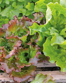 Leaf Lettuce Seeds Amerikaanse Roodrand Lactuca Sativa Annual