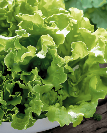 Lehtisalaatti Australian Yellow siemenet (Lactuca sativa) – yksivuotinen vihannes