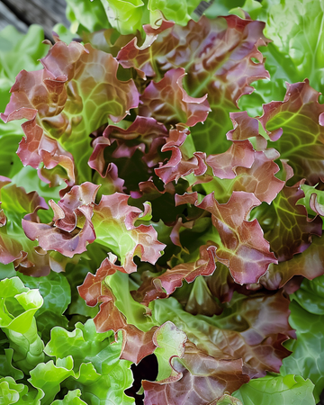 Red Salad Bowl lehtisalaatin siemenet (Lactuca sativa) – yksivuotinen vihannes